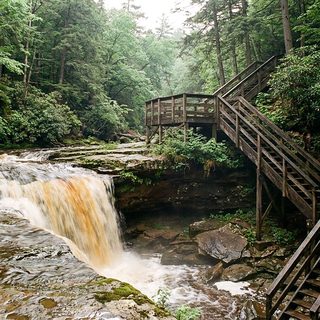 Amber water falling over a wide sandstone ledge into a green hemlock gorge under soft morning light